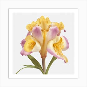 Yellow Iris Art Print