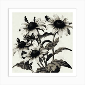 Black Eyed Susan Wildflower Vintage Botanical Art Print 1 Art Print