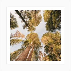 Redwood Tree Canopy Art Print