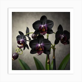 Black Orchids Art Print