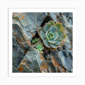 Stockcake Succulent On Rocks 1720412592 Art Print