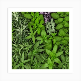 Fresh Herbs 2 Art Print