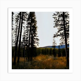 Pine Trees In The Meadow Art Print