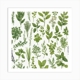 Kitchen Herbs Art Print 0 Art Print