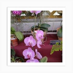 Orchids 12 Art Print