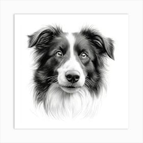 Collie Art Print