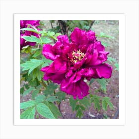 Peony in Japan 8 Art Print