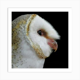 Barn Owl - Barn Owl Stock Videos & Royalty-Free Footage Art Print