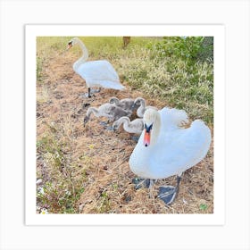 Swan Family Art Print