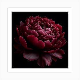 Dark Red Peony on Black Background Art Print