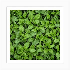 Close Up Of Basil Leaves 1 Art Print