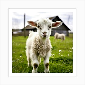 Grass Rural Green Goat Farm White Nature Field Mammal Milk Farming Farm Animal Domestic (4) Art Print