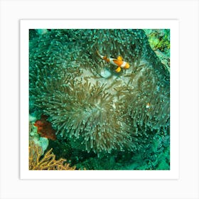 Clown Fish In Anemone Art Print