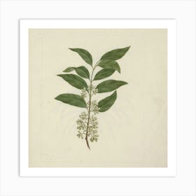 Plant With Leaves Art Print