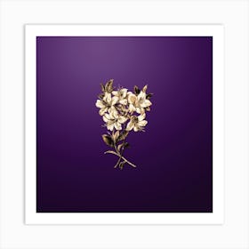 Gold Botanical Changeable Pontic Azalea on Royal Purple n.4414 Art Print