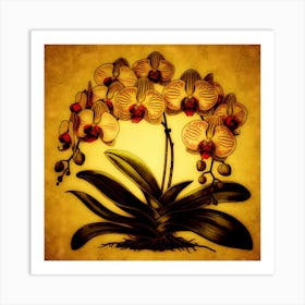 Orchids Art Print