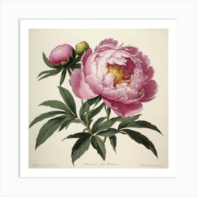 Pink Peony flower plants painting art print 1 Art Print