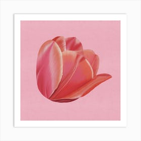 Blush Elegance - Modern Minimalist Tulip On Pink Art Print