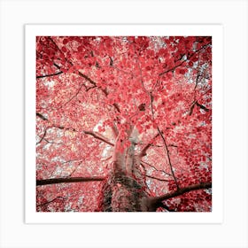 Red Autumn Tree 2 Art Print