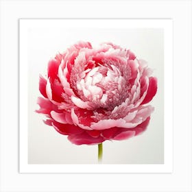 Peony Art Print