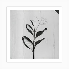 Shadow Of A Plant Art Print