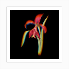 Prism Shift Amaryllis Botanical Illustration on Black n.0060 Art Print