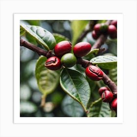 Coffee Beans On A Tree 48 Art Print