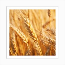 Golden Wheat In The Field Art Print