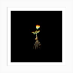 Prism Shift Cape Tulip a Botanical Illustration on Black n.0149 Art Print