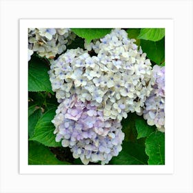 Hydrangea 1 Art Print