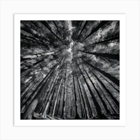 Black And White Forest Art Print