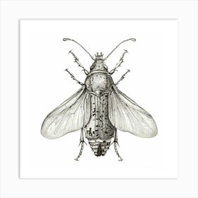 Beetle Sketch Art Print