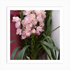 Pink Orchids 1 Art Print