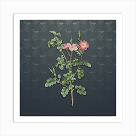 Vintage Prickly Sweetbriar Rose Botanical on Slate Gray Pattern Art Print