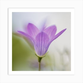 Purple Flower Botanical Photography Art Print