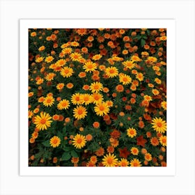 Zinnias Art Print