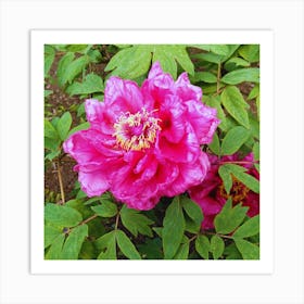 Peony 20 Art Print