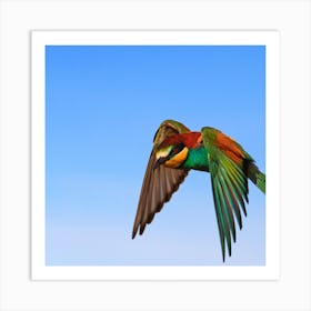 Bee Eater In Flight Art Print