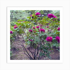 Peony in Japan 29 Art Print