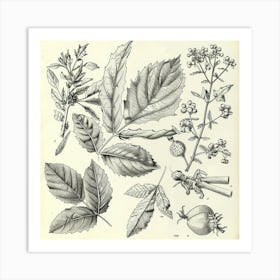 Botanical Illustration Of Plants Art Print