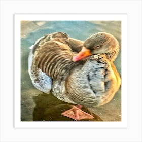 Greylag Goose In Water Art Print