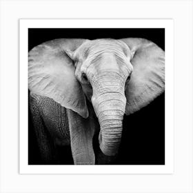 Black And White Elephant Art Print