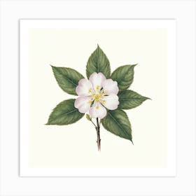 Apple Blossom 2 Art Print