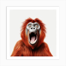 Orangutan 3 Art Print