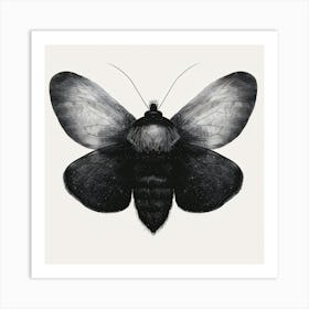 Moth Drawing 2 Art Print