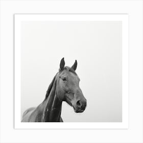 Black And White Horse Portrait Art Print