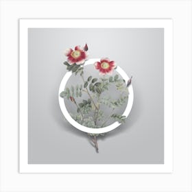 Vintage Variegated Burnet Rose Minimalist Floral Geometric Circle on Soft Gray n.0250 Art Print