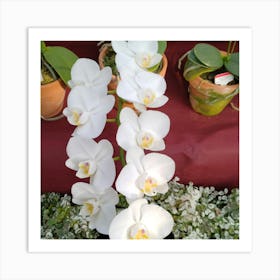 White Orchids 4 Art Print