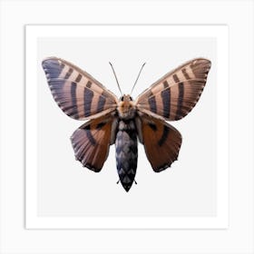 Moth On Black Background Art Print