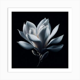 White Magnolia Flower on Black Background Art Print